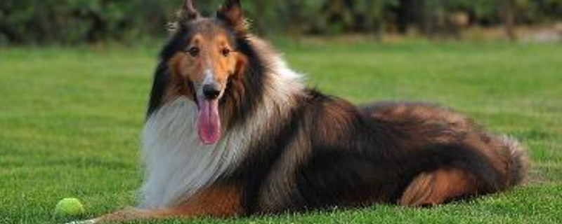 喜乐蒂牧羊犬吃的饭都吐了