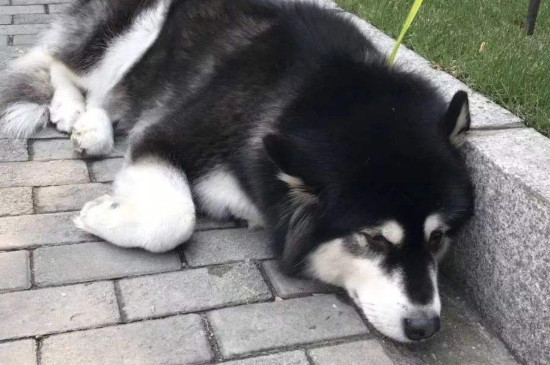 狗会明白自己被抛弃吗