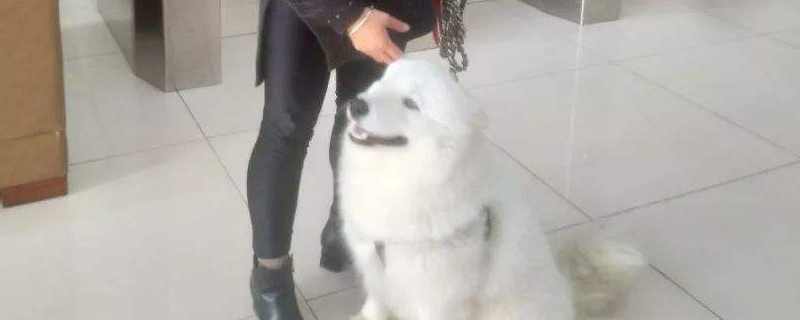 狗洗澡水温多少度合适