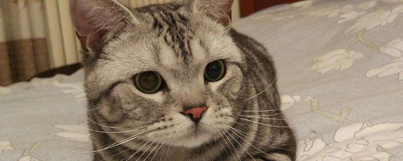 猫避孕药怎么吃