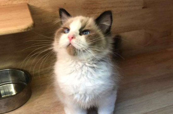 猫可以快递吗