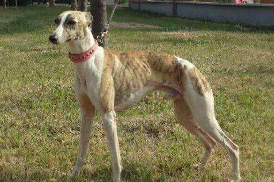 惠比特犬的优缺点