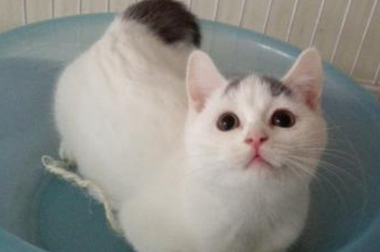 净梵猫是什么品种