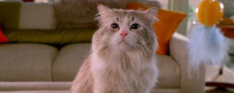 猫皮下有会滑动的圆粒