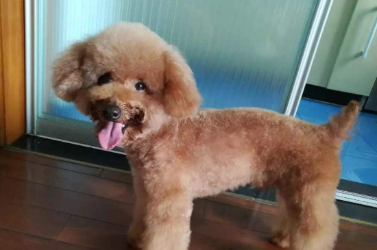泰迪不爱吃狗粮妙招