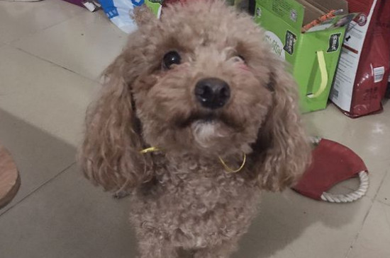 泰迪狗狗可以吃石榴吗