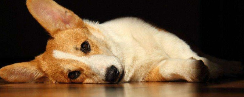 狗狗大便带血