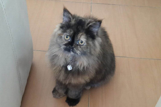 养猫还是养狗