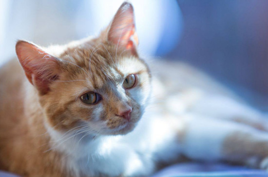 猫咪死后该怎么处理