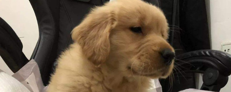 狗第一针疫苗多久洗澡