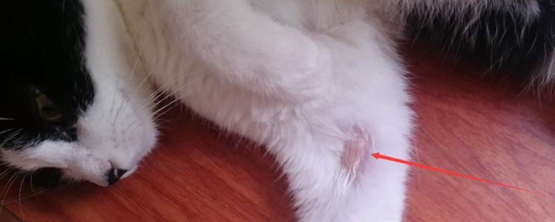 怎么判断是不是猫藓
