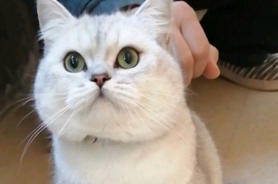 猫咪腹水是什么症状