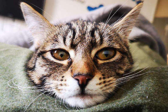 中国狸花猫在国外价格，高达900美元一只