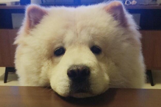 狗吃巧克力为什么会死