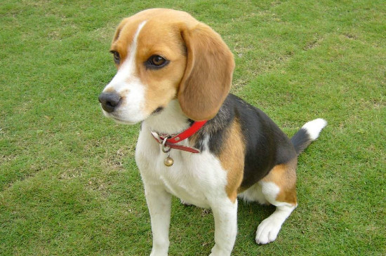 十大适合家养的狗，这十种家庭犬聪明听话好训练