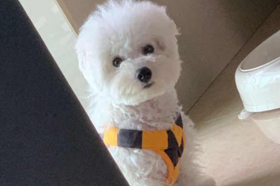 养比熊犬需要准备什么