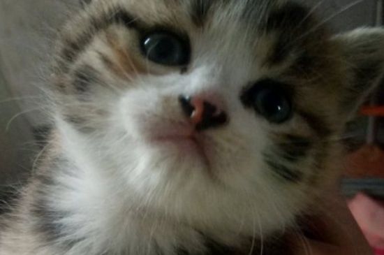 母猫绝育时间