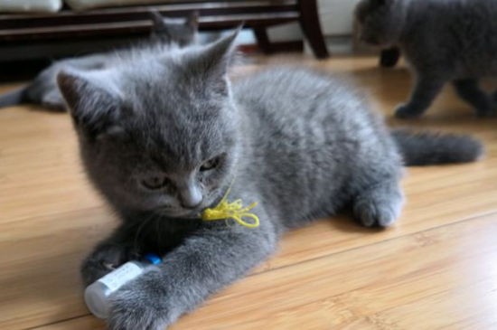蓝猫为什么不能养