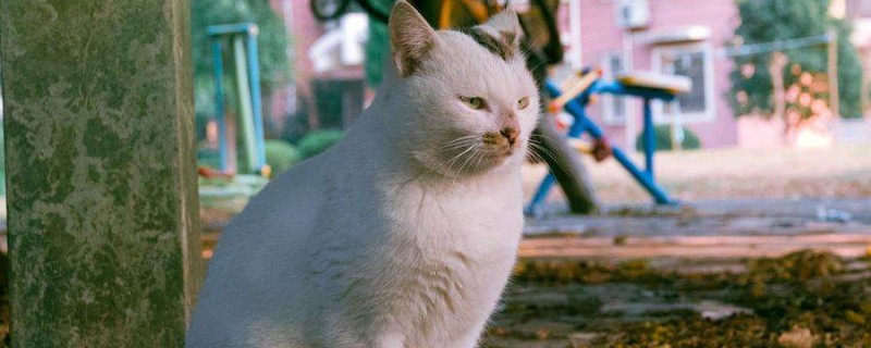 猫嗷呜嗷呜叫什么意思，猫为什么有时候会嗷呜叫