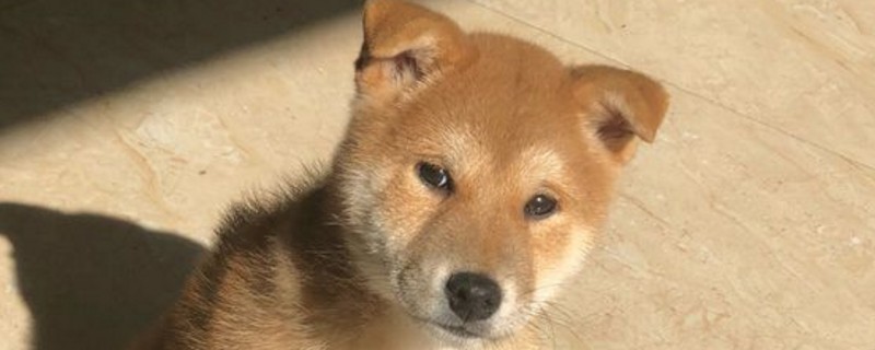 小柴犬怎么看纯不纯