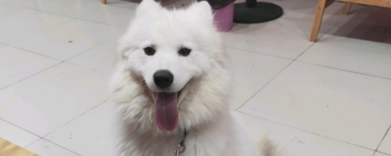 狗能吃黄瓜吗