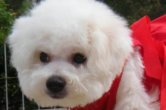 比熊犬的毛怎么打理