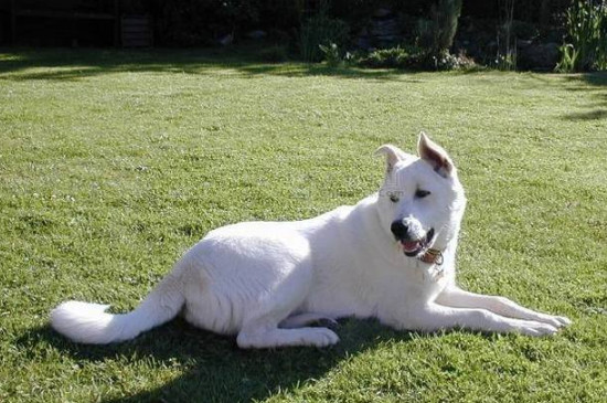 卡南犬是禁养犬吗