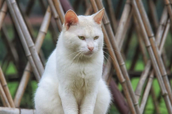 猫的寿命有多长