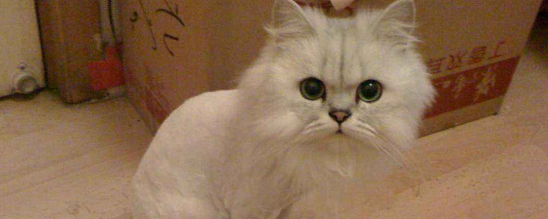 长毛猫毛打结怎么处理