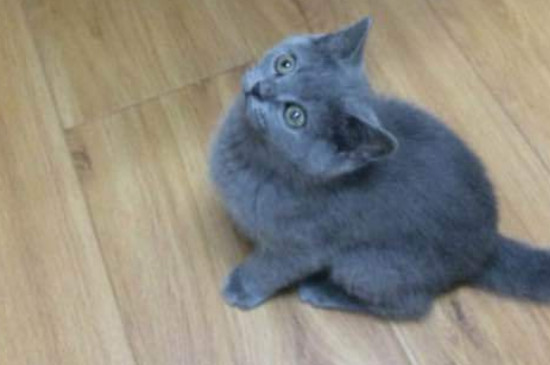 猫会不会游泳