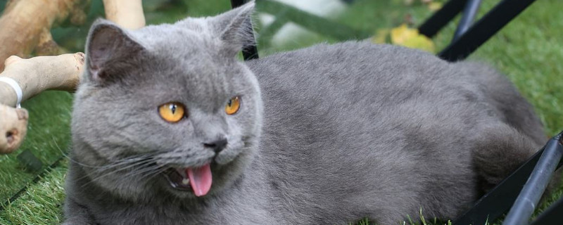 猫吐出一点点小舌头
