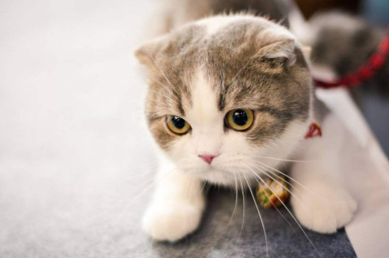 适合女生养的猫