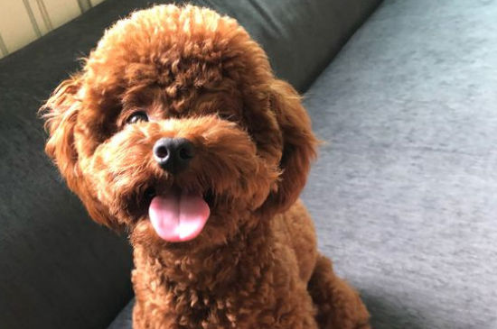泰迪发情前有什么症状