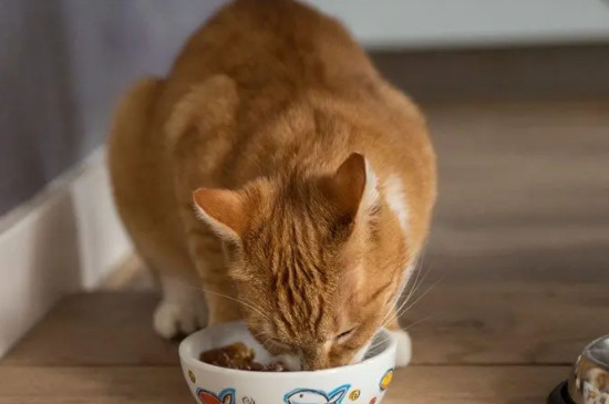小猫出生多久可以吃猫粮