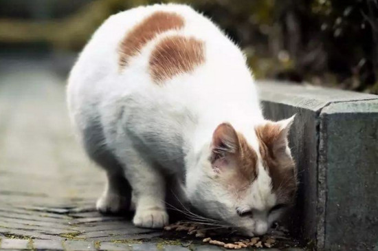 流浪猫在外面吃什么
