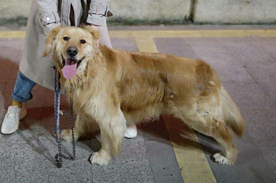 狗狗打针的地方有个包