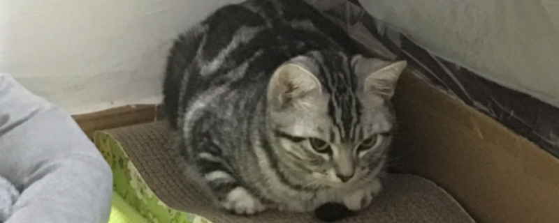 猫缺钙早期症状