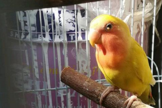 鹦鹉单眼伤风什么表现