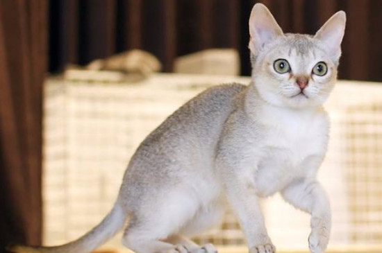 世界上最小的猫，皮堡斯为什么那么小(真实图片)