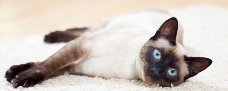 猫吐了白色黏液或泡沫