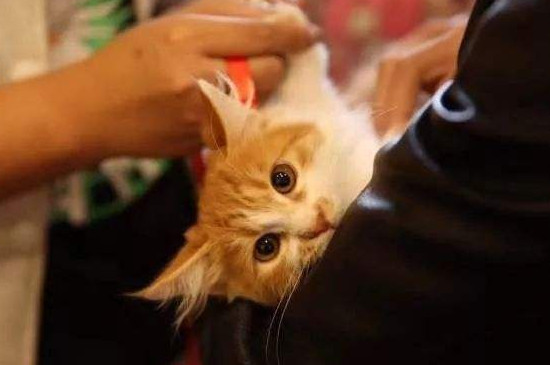 猫有灵性有什么表现