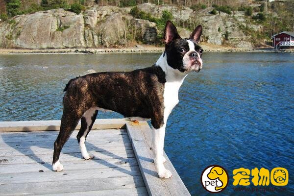 波士顿梗犬脑袋是正方形，在国内很难找到纯种波士顿犬