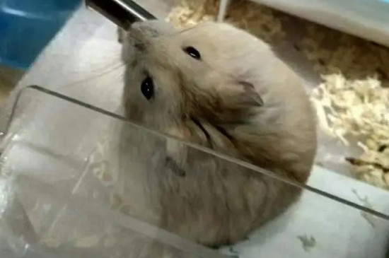 小仓鼠的寿命