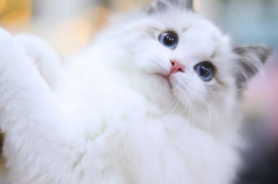 母猫发情期多久
