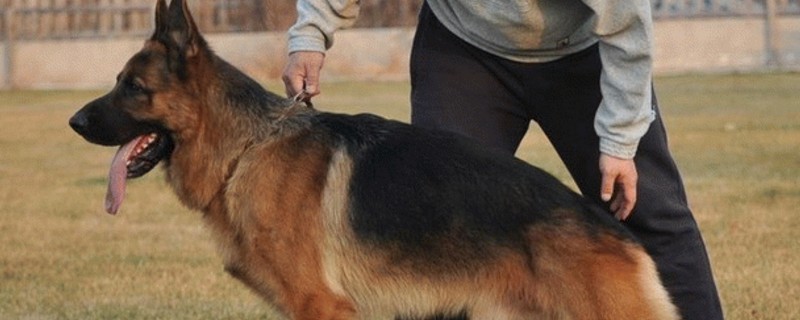 如何挑选德牧短毛幼犬