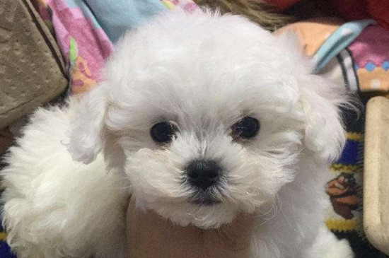 养不大的狗