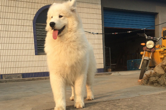 萨摩耶冠状病毒会死吗