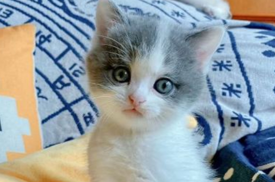猫几天就发一次情咋回事