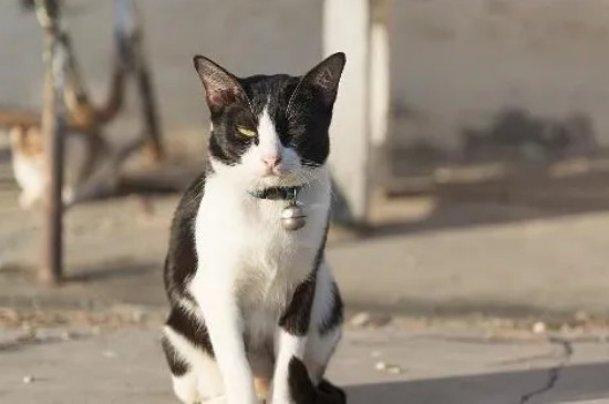猫可以吃土豆吗