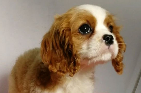 查理王小猎犬的缺点有哪些